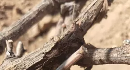 东方裕兴酒庄春天的“唤醒仪式”