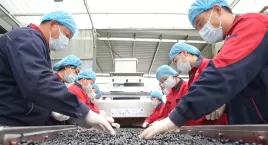 东方裕兴酒庄榨启幕！人工慢选，匠心酿造每一滴！