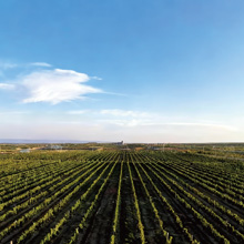 红酒展示图1，展示一瓶红酒与葡萄